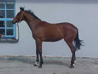 Fortfield Farm Donail